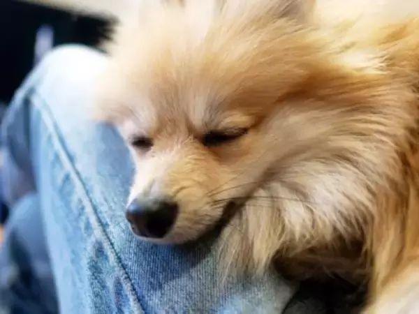 犬を『可愛がると甘やかす』どう違うの？飼い主の間違った対応や育て方のコツまで