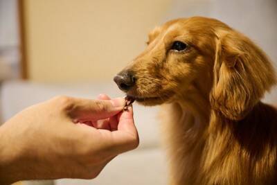 犬を『可愛がると甘やかす』どう違うの？飼い主の間違った対応や育て方のコツまで