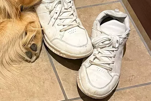『やけに大型犬が静かだな』と思い、探した結果→玄関で発見して…思わず二度見した『まさかの光景』に1万いいね「奥までｗｗ」「うっとりで草」