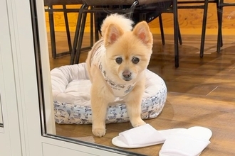 赤ちゃんと犬を連れて『家族旅行』に行った結果→夜、突然犬が吠えたので外を見たら…衝撃的な光景が33万再生「素晴らしい」「無事でよかった」