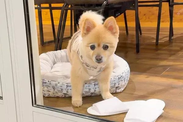 赤ちゃんと犬を連れて『家族旅行』に行った結果→夜、突然犬が吠えたので外を見たら…衝撃的な光景が33万再生「素晴らしい」「無事でよかった」