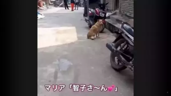 犬が『行方不明』に…25kmもの距離を4日間かけて自力で帰った野良犬の姿が74万再生「本当に良かった」「泣ける」と涙する人も