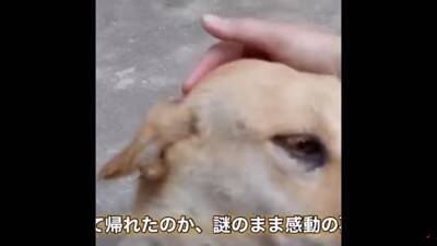 犬が『行方不明』に…25kmもの距離を4日間かけて自力で帰った野良犬の姿が74万再生「本当に良かった」「泣ける」と涙する人も