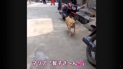 犬が『行方不明』に…25kmもの距離を4日間かけて自力で帰った野良犬の姿が74万再生「本当に良かった」「泣ける」と涙する人も