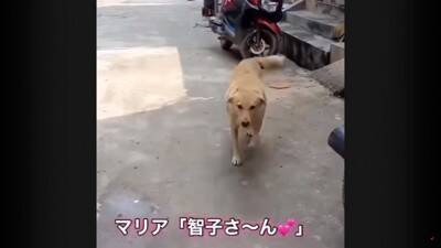 犬が『行方不明』に…25kmもの距離を4日間かけて自力で帰った野良犬の姿が74万再生「本当に良かった」「泣ける」と涙する人も