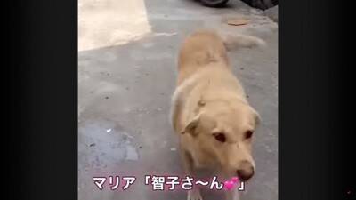 犬が『行方不明』に…25kmもの距離を4日間かけて自力で帰った野良犬の姿が74万再生「本当に良かった」「泣ける」と涙する人も