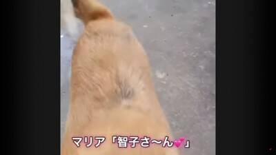 犬が『行方不明』に…25kmもの距離を4日間かけて自力で帰った野良犬の姿が74万再生「本当に良かった」「泣ける」と涙する人も