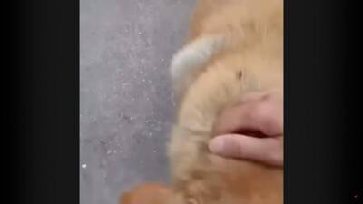 犬が『行方不明』に…25kmもの距離を4日間かけて自力で帰った野良犬の姿が74万再生「本当に良かった」「泣ける」と涙する人も