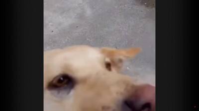 犬が『行方不明』に…25kmもの距離を4日間かけて自力で帰った野良犬の姿が74万再生「本当に良かった」「泣ける」と涙する人も