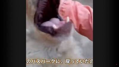 犬が『行方不明』に…25kmもの距離を4日間かけて自力で帰った野良犬の姿が74万再生「本当に良かった」「泣ける」と涙する人も