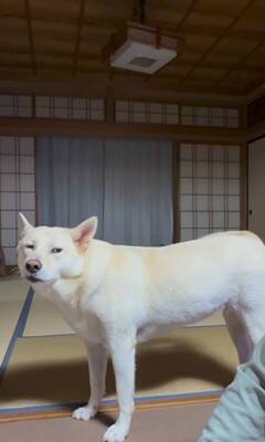 おじいちゃんに『早く寝よう』としゃべりかける犬→想定外な『低音ボイス』が70万再生「ドスがきいてるｗ」「ギャップあって素敵」と絶賛