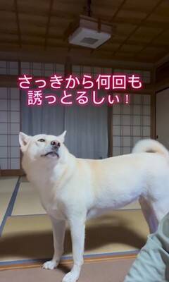 おじいちゃんに『早く寝よう』としゃべりかける犬→想定外な『低音ボイス』が70万再生「ドスがきいてるｗ」「ギャップあって素敵」と絶賛