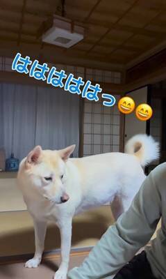 おじいちゃんに『早く寝よう』としゃべりかける犬→想定外な『低音ボイス』が70万再生「ドスがきいてるｗ」「ギャップあって素敵」と絶賛