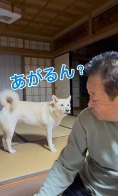 おじいちゃんに『早く寝よう』としゃべりかける犬→想定外な『低音ボイス』が70万再生「ドスがきいてるｗ」「ギャップあって素敵」と絶賛