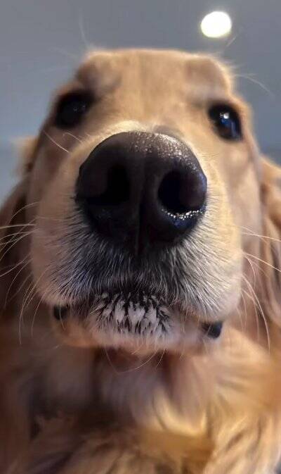 女の子とのお散歩中にあった『急な階段』→大型犬が一緒に降りようと…ジワジワくる『可愛い対処法』に「仲良しコンビ」「階段あるある」の声