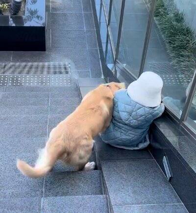 女の子とのお散歩中にあった『急な階段』→大型犬が一緒に降りようと…ジワジワくる『可愛い対処法』に「仲良しコンビ」「階段あるある」の声