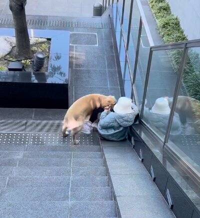 女の子とのお散歩中にあった『急な階段』→大型犬が一緒に降りようと…ジワジワくる『可愛い対処法』に「仲良しコンビ」「階段あるある」の声