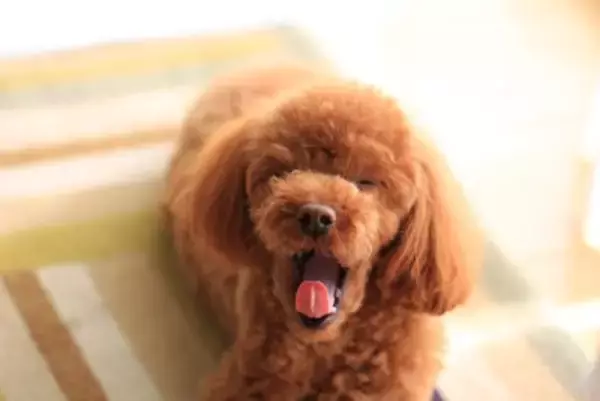 犬が『嫌な気持ち』のときにする仕草5つ　考えられる心理から適切な接し方まで解説