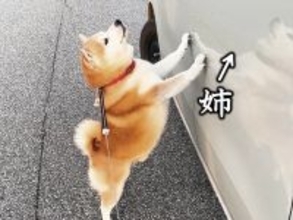 柴犬と空港までお出かけ→通りかかった一台の車に『お姉ちゃん』が乗っていて…サプライズで『感情が爆発する光景』に反響「涙出た」「たまらん」