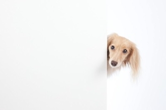 犬が『お風呂を覗いてくる』心理５選　主な理由や飼い主がすべき適切な対応まで