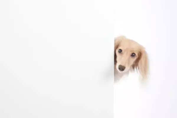 犬が『お風呂を覗いてくる』心理５選　主な理由や飼い主がすべき適切な対応まで