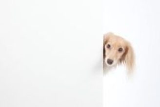 犬が『お風呂を覗いてくる』心理５選　主な理由や飼い主がすべき適切な対応まで