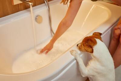 犬が『お風呂を覗いてくる』心理５選　主な理由や飼い主がすべき適切な対応まで