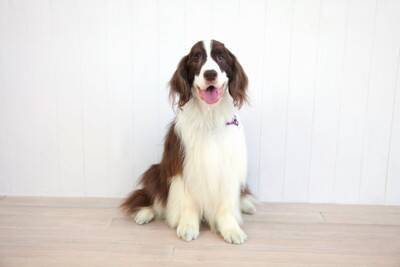 犬が『お風呂を覗いてくる』心理５選　主な理由や飼い主がすべき適切な対応まで