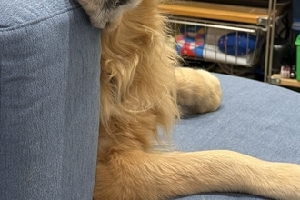 家族が食事中、すでにご飯を食べた大型犬が…思った以上に『切ない表情』に55万表示の反響「過去のことだもんね…」「うちも同じｗ」の声