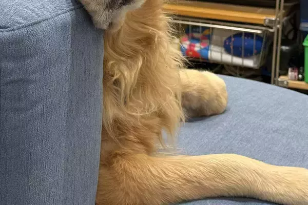 家族が食事中、すでにご飯を食べた大型犬が…思った以上に『切ない表情』に55万表示の反響「過去のことだもんね…」「うちも同じｗ」の声