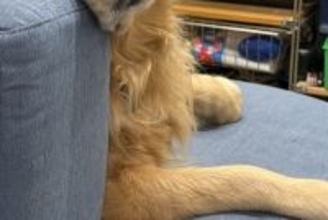 家族が食事中、すでにご飯を食べた大型犬が…思った以上に『切ない表情』に55万表示の反響「過去のことだもんね…」「うちも同じｗ」の声