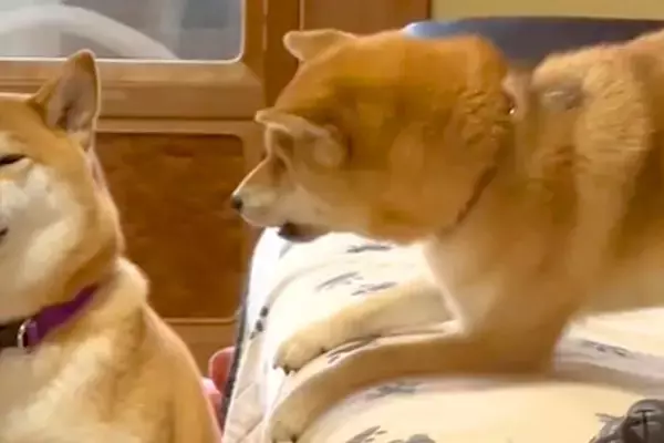 しつこく遊びに誘われる犬→至近距離でアピールされ続けた結果…わかりやすすぎる『ブチギレ顔』に爆笑「めっちゃ嫌そうで草」「耐えてるｗｗ」