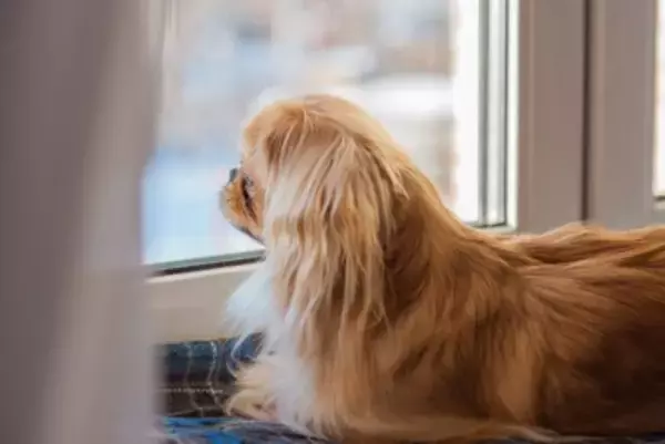 犬が『孤独だ』と思っているときのサイン５選　どんな場面で寂しいと感じるの？対処法まで解説