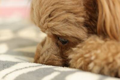 犬が『孤独だ』と思っているときのサイン５選　どんな場面で寂しいと感じるの？対処法まで解説