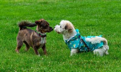 『他の犬が苦手』な犬の共通点5つ　仲良くさせることは可能なの？飼い主にできることまで