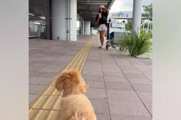 離れて暮らすお姉ちゃんが帰省→空港まで『犬と一緒にお迎えに行った』結果…涙あふれる『再会の瞬間』が37万再生「愛が伝わる」「泣いちゃう」