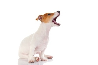 犬が『悲しそうに鳴く』理由7選　愛犬が訴えていることとは？飼い主がすべき接し方まで解説