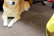 雨の日、犬の散歩に行くため『カッパ』を見せた瞬間→『絶望の表情』になり…この世の終わりのような光景が41万再生「遠い目で草」「爆笑した」