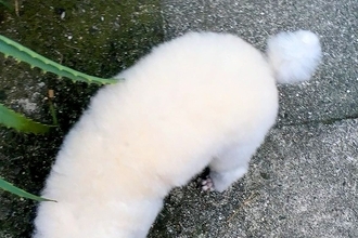 近所のおじさんに『これは犬なの？なんて種類の動物？』と言われた犬→頭を見ると…思わず納得する『まさかの光景』に1万いいね「尖りに尖ってる」