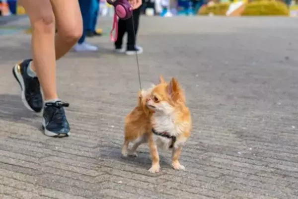 犬が散歩中に他人を気にしすぎる理由5つ　興味津々になっている心理や危険な問題行動とは？