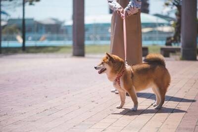 犬が散歩中に他人を気にしすぎる理由5つ　興味津々になっている心理や危険な問題行動とは？