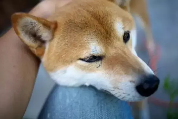 『飼い主に依存しすぎている犬』がみせるサイン4選　人から離れられなくなる原因や対処法まで