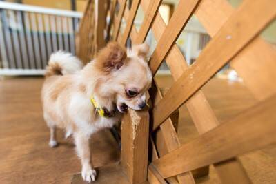 『飼い主に依存しすぎている犬』がみせるサイン4選　人から離れられなくなる原因や対処法まで