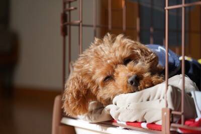 『飼い主に依存しすぎている犬』がみせるサイン4選　人から離れられなくなる原因や対処法まで
