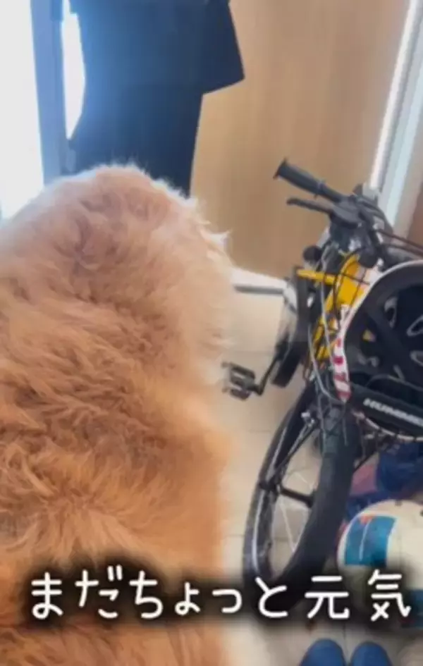 朝、家族全員の見送りをする大型犬→1人ずつテンションが下がって…今すぐ帰りたくなる『切ない光景』が175万再生「表情が愛おしい」と感動