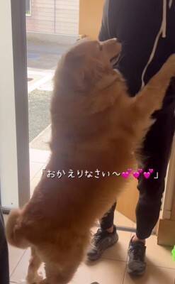 朝、家族全員の見送りをする大型犬→1人ずつテンションが下がって…今すぐ帰りたくなる『切ない光景』が175万再生「表情が愛おしい」と感動