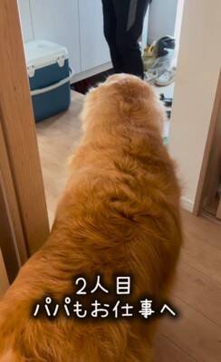 朝、家族全員の見送りをする大型犬→1人ずつテンションが下がって…今すぐ帰りたくなる『切ない光景』が175万再生「表情が愛おしい」と感動