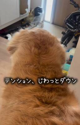 朝、家族全員の見送りをする大型犬→1人ずつテンションが下がって…今すぐ帰りたくなる『切ない光景』が175万再生「表情が愛おしい」と感動