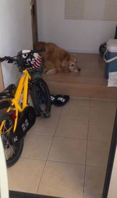 朝、家族全員の見送りをする大型犬→1人ずつテンションが下がって…今すぐ帰りたくなる『切ない光景』が175万再生「表情が愛おしい」と感動