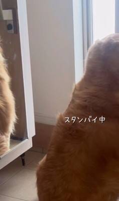 朝、家族全員の見送りをする大型犬→1人ずつテンションが下がって…今すぐ帰りたくなる『切ない光景』が175万再生「表情が愛おしい」と感動